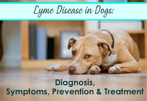 Lyme Disease in Dogs: Diagnosis, Symptoms, Prevention & Treatment