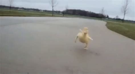 Duck Running GIF - Duck Running Excited - Discover & Share GIFs