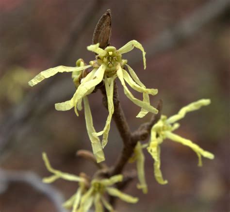 Witch Hazel Blooms Latest in the Year – wildeherb.com