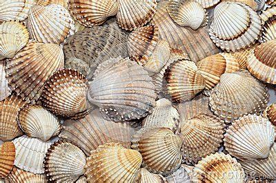 Sea shells textures | Sea shells, Shells, Sea