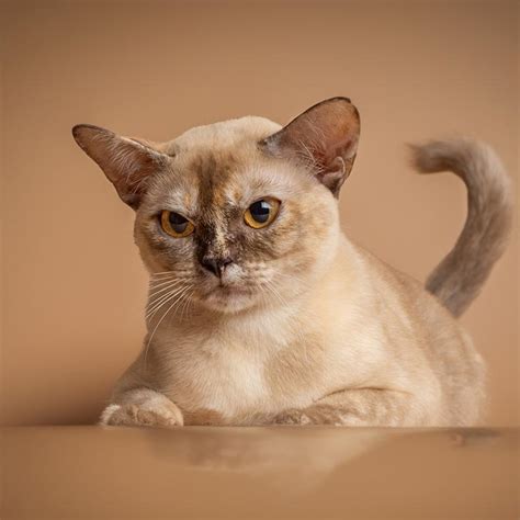 Discover the 10 Beautiful Burmese Cat Colors | Royal Esprit Burmese Cattery