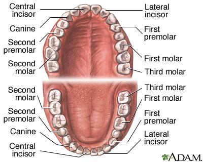 Teeth Anatomy