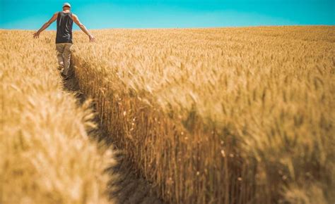 Intensive Farming in India - Basics, Techniques | Agri Farming