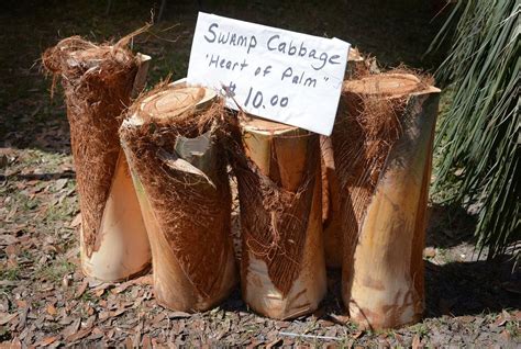 Swamp Cabbage for Sale in LaBelle, Florida | Swamp cabbage, Labelle florida, Swamp