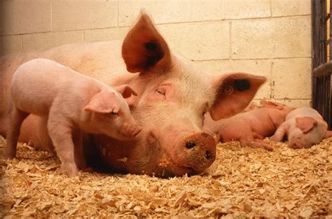 Different Types of Pig Breeds For Pig Farming