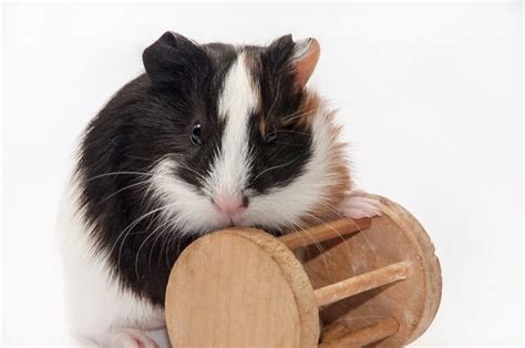 The 25 Best Guinea Pig Toys of 2022 - Pango Pets