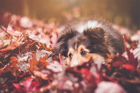 Free Images : leaf, flower, puppy, canine, red, autumn, season, close up, border collie ...