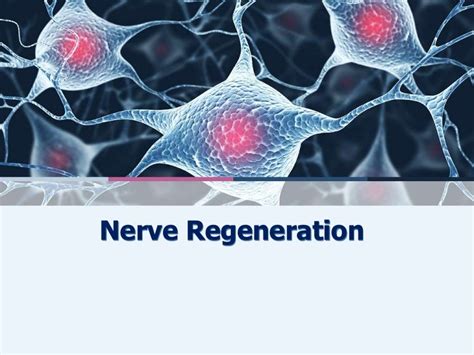 Nerve regeneration