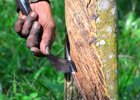 A Rubber Tapper Tapping Latex Tree at Malaysia. Stock Image - Image of green, tree: 178788851