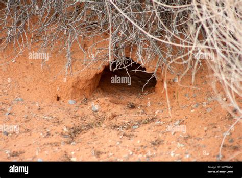 Groundhog's den entrance Stock Photo - Alamy