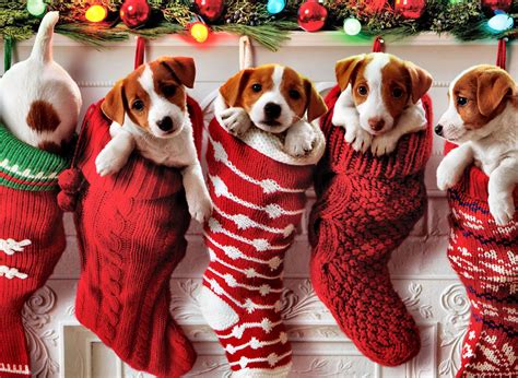 Jack Russell Christmas Wallpaper Dog - Pets Lovers