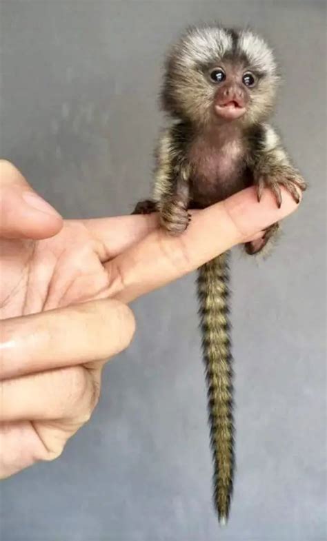 Finger Monkey Facts - Pygmy Marmoset Facts