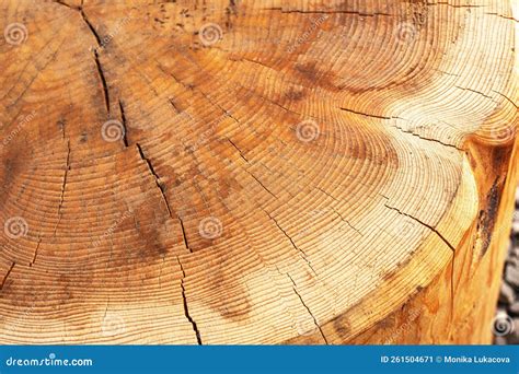 Cross Section of a Cut Log.Wood Structure Stock Image - Image of detail, forest: 261504671