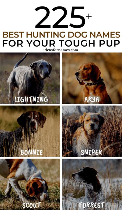 Best Hunting Dog Names Perfect For Your Tough Pup, Good Badass For Male or Female hunting breeds ...