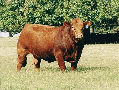 Breeds of Livestock - Limousin Cattle | Beef cattle, Cattle farming, Cattle ranching