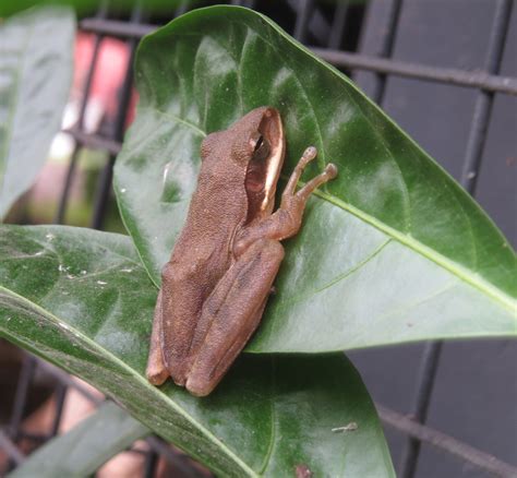 Indian tree frog – Tooth Mountain Farms