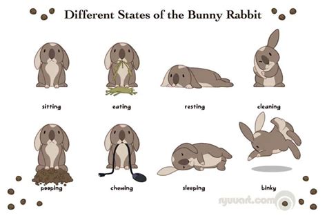 Bunny Behaviors | Pet bunny rabbits, Bunny care, Pet bunny