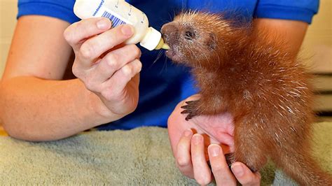 Baby Porcupine Is 1st Of Its Species Born At Zoo In Illinois - CBS DFW