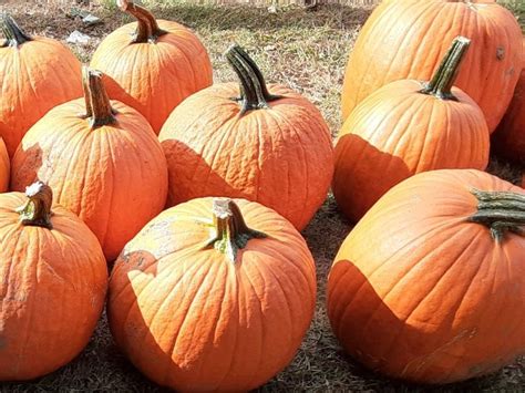 Pick Of The Patch: Where To Find A Pumpkin Near Windsor Locks, EW | Windsor Locks, CT Patch