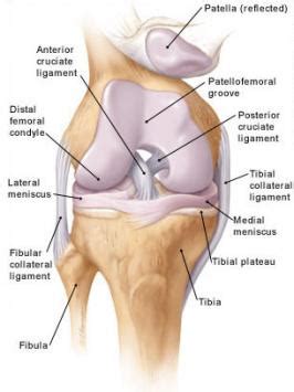 Knee Crepitus Q&A - Robertson Training Systems