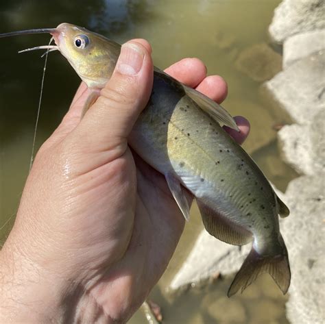 Wildlife Watching Wednesday: The Whiskered Channel Catfish — Global ...