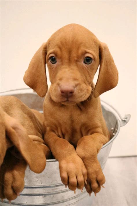 Purebred Hungarian Vizsla Puppies for sale!! | Dogs & Puppies for Rehoming | Kitchener ...