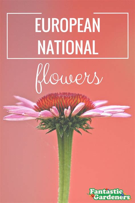 Check out what are the national flowers of European countries :) https://blog.fantasticgardeners ...