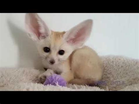 Cute Fennec Fox Baby