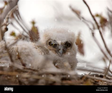 Great Horned Owl Babies in Nest Stock Photo - Alamy