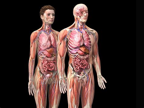 Zygote::3D Male and Female Anatomy Model | Medically Accurate | Human