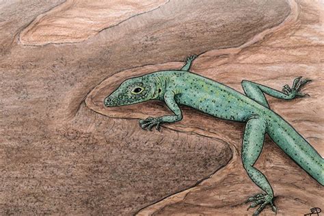 Fossil shows what lizards' ancestors looked like 167 million years ago | New Scientist