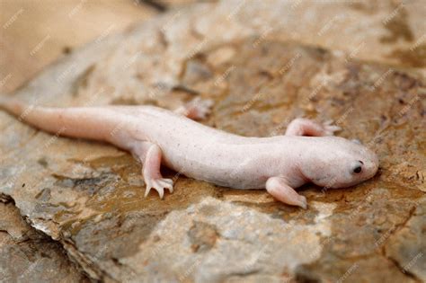 Um achoque mexicano branco e metamorfoseado ou axolotl, Ambystoma ...