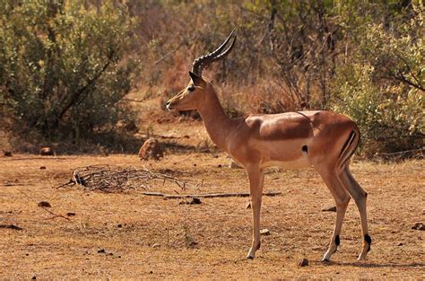 Pilanesberg Wildlife & Animal Encounters | Savannah Safaris