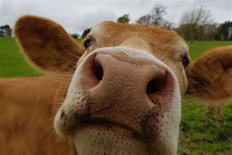 Brown Cows