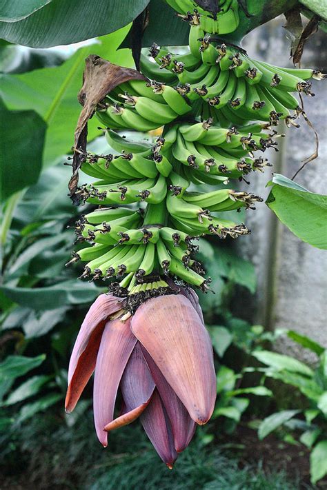 Banana Tree In Bloom Photograph by Linda Phelps