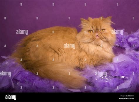 Red Persian cat on purple background with lavender feather boa Stock Photo - Alamy