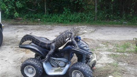 Florida Woman Fights to Keep Her Pet Alligator Who Wears Clothes and 'Rides' ATVs - ABC News