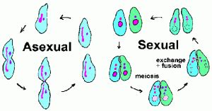 Methods of reproduction in living organisms (Asexual reproduction ...