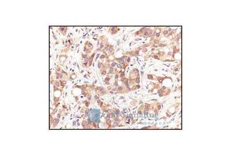 HSP70 Antibody | Cell Signaling Technology