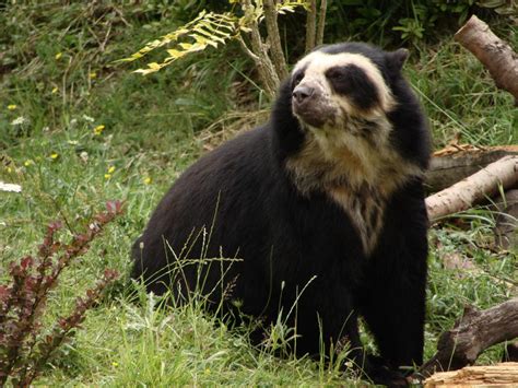 Spectacled Bear - Tremarctos ornatus