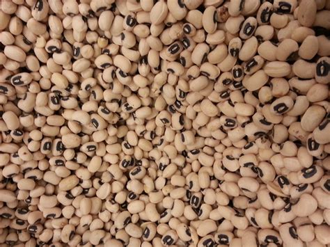 Black-eyed Pea Background Free Stock Photo - Public Domain Pictures