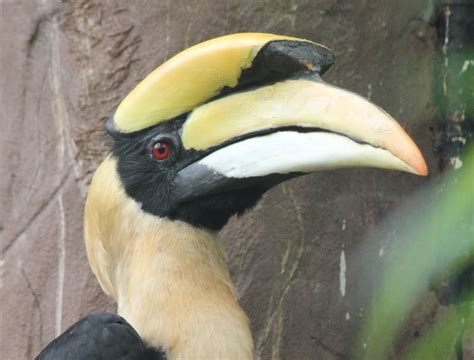 Great indian hornbill male - ZooChat