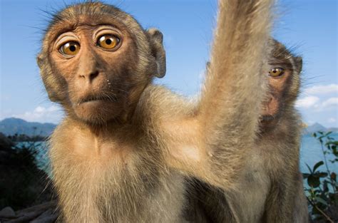 Is the world’s most popular lab monkey vanishing—or flourishing ...