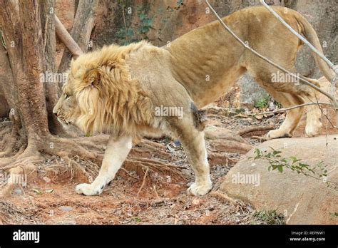 African lion hunting hi-res stock photography and images - Alamy