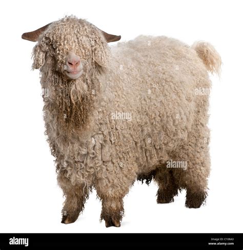 Wooly goat Cut Out Stock Images & Pictures - Alamy