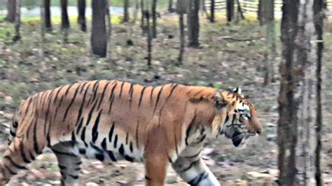 Bengal Safari || Siliguri || Wildlife - YouTube