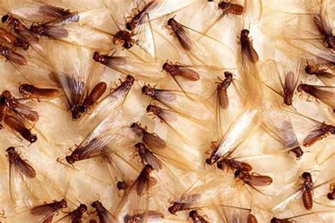 Subterranean Termites Swarmers Treatment Cost, Damages & Pictures | Pestbugs