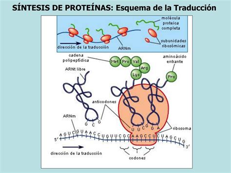 Esquema de síntesis de proteínas ¡Fotos & Guía 2021!