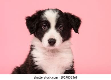 101,966 Dog On Pink Background Images, Stock Photos, 3D objects, & Vectors | Shutterstock