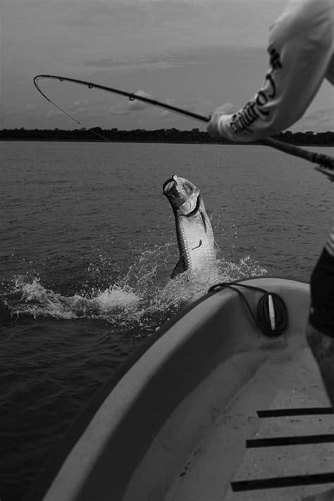 Fly Fishing for Tarpon: An Angler’s Guide - Into Fly Fishing